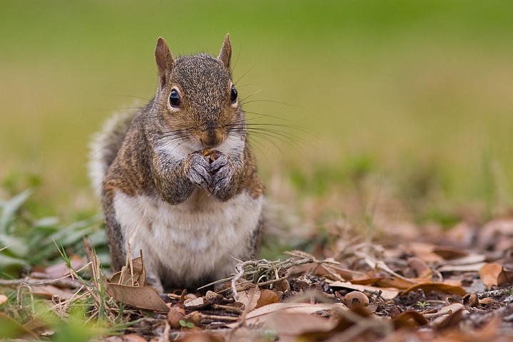 Grauhrnchen Eastern Gray Squirrel Sciurus carolinensis